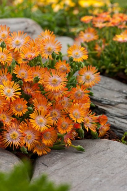 Делосперма Джевел оф Десерт Топаз в ландшафті